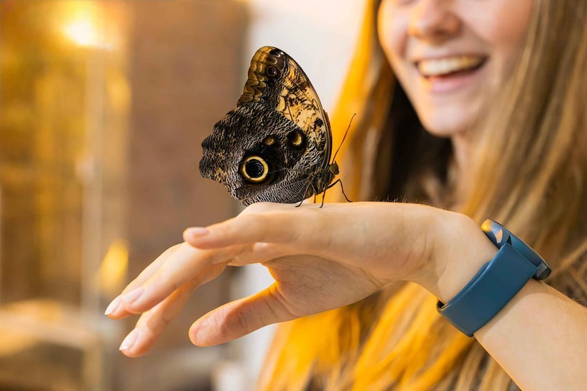 Zakopane: Butterfly House Entry Ticket 1
