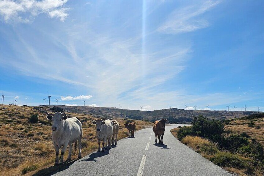 A road with cattle in the distance, surrounded by hills and wind turbines. 4