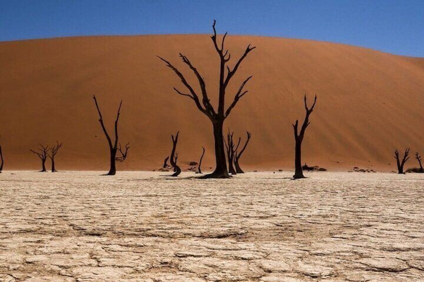 A desert landscape with sand dunes and sparse, leafless trees. 1