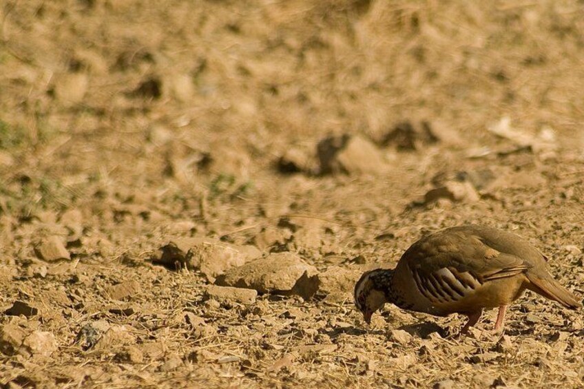 A bird on dry, cracked ground. 3