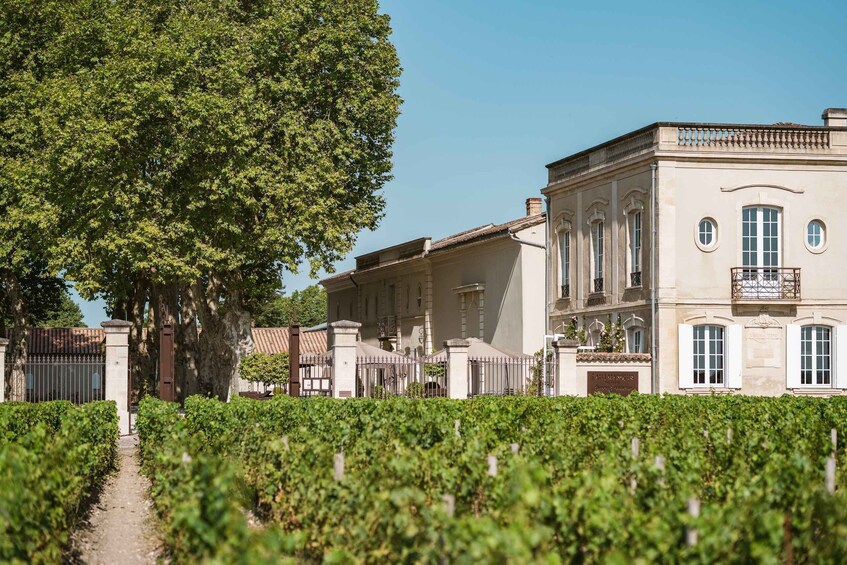 A vineyard with rows of grapevines, a large tree, and a historic building with a balcony. 4