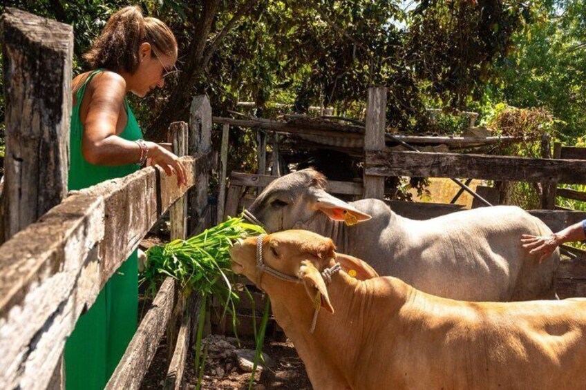 A person feeding goats in a fenced area with wooden posts and greenery in the background. 4