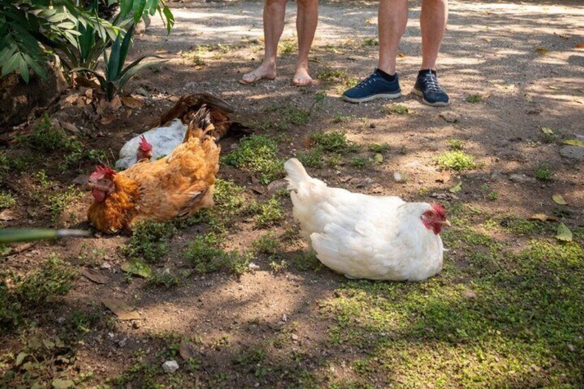 Chickens on the ground, a person standing, and another person sitting. 3