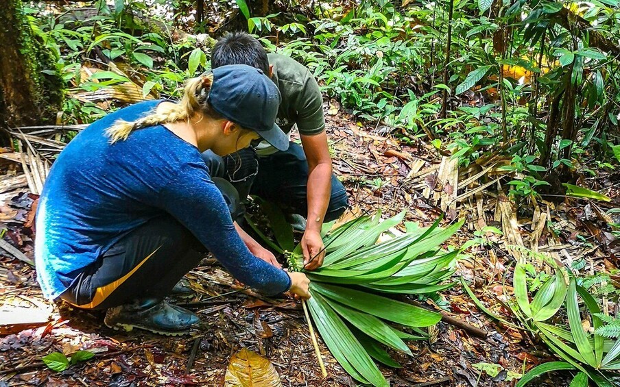 Two people in a forested area, one wearing a blue shirt and the other in a green shirt, handling green leaves on the ground. 5