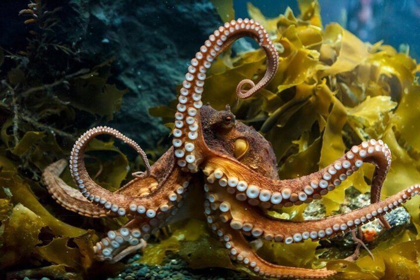 An octopus with multiple tentacles in an underwater environment. 5