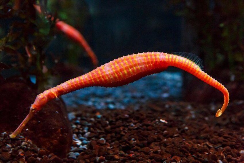 A red sea cucumber in an aquarium. 4