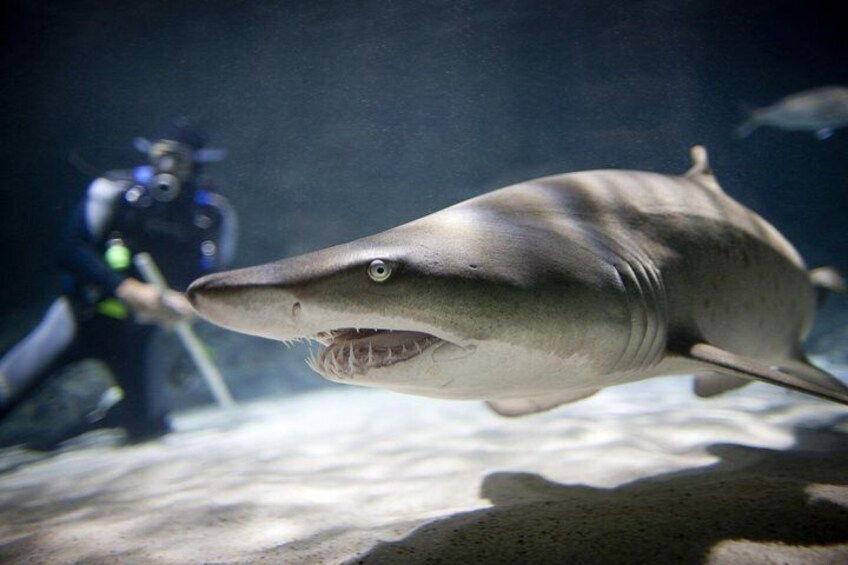 A shark swimming in an aquarium with a diver in the background. 3