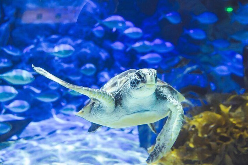 A sea turtle swimming in an aquarium with blue-tinted water and a coral reef in the background. 2