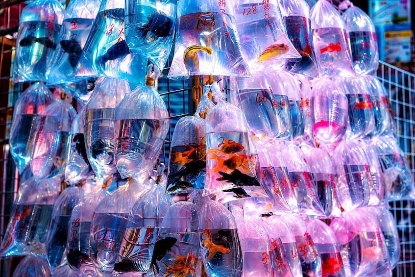 Numerous fishbowls with fish, some labeled with numbers. 2
