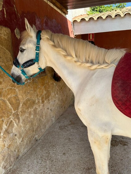 Picture 3 for Activity Horseback Riding Tour and Experience in Buñol 2