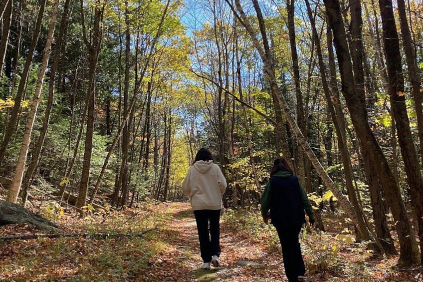 Two people walking on a forest path surrounded by trees. 5