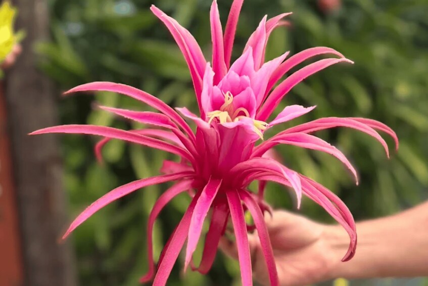 A pink flower with long petals and a yellow center, held by a hand. 4