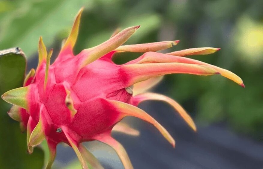 A dragon fruit with pink flesh and yellow-tipped scales. 3