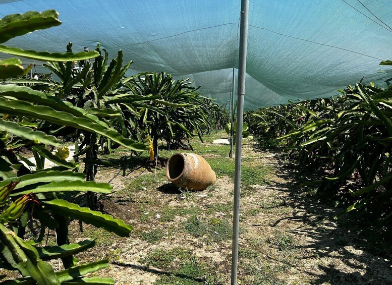 Picture 7 for Activity Heraklion: Dragon Fruit Farm Tour & Fresh Tasting 2
