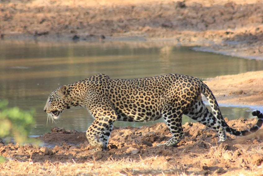 Picture 6 for Activity From: Colombo - YALA Safari Tour 2