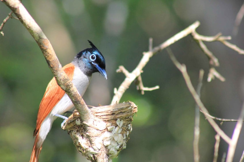Picture 12 for Activity From: Colombo - YALA Safari Tour 3