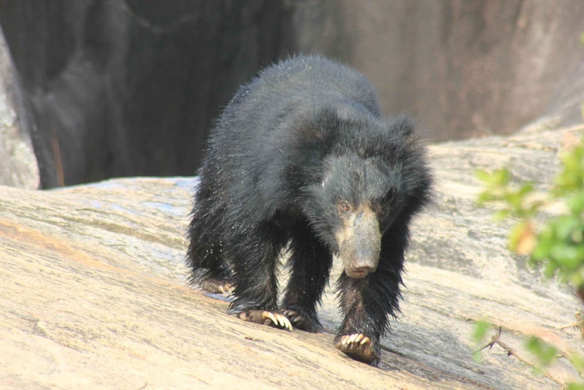 Picture 9 for Activity From: Colombo - YALA Safari Tour 5