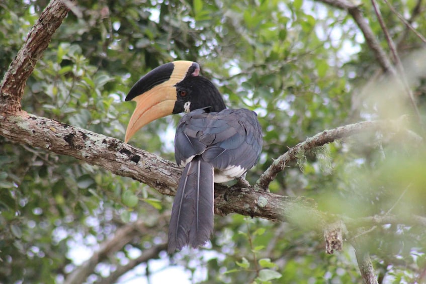 From: Colombo - YALA Safari Tour 1