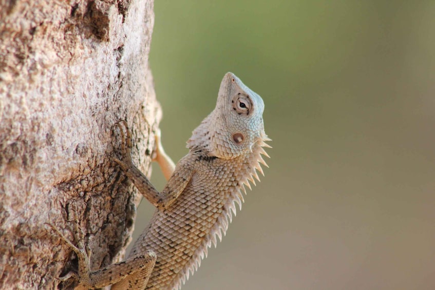 Picture 7 for Activity From: Colombo - YALA Safari Tour 4