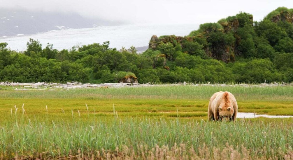 A bear walking through a grassy field with trees and a rocky cliff in the background. 4