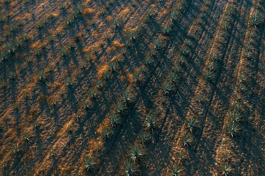 An aerial view of a field with rows of plants. 5