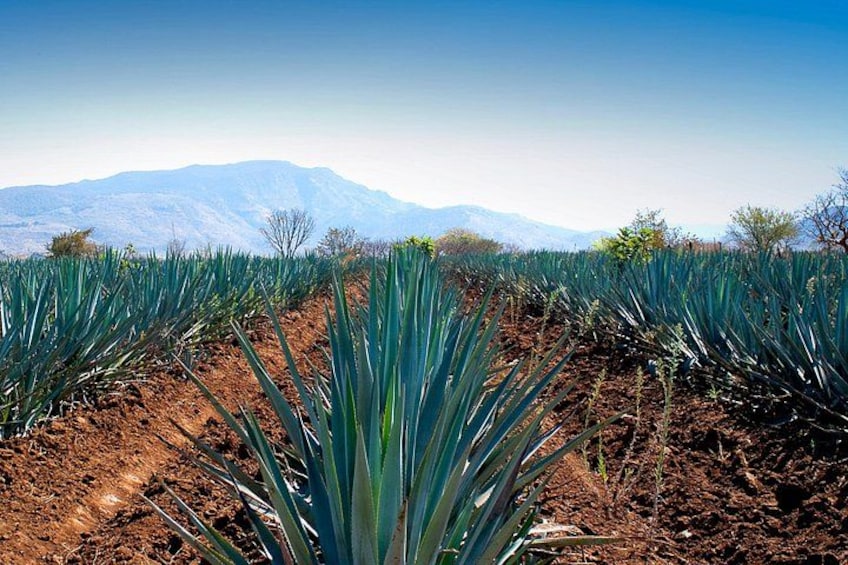 A field of agave plants with a mountainous backdrop. 4