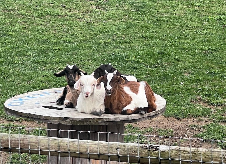 Picture 11 for Activity East TN: Gnome Hollow Farm Self‑Guided Tour 3