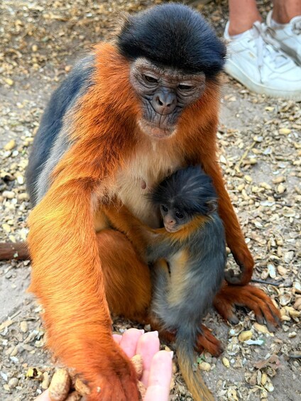 A monkey with orange fur holding a baby monkey. 3