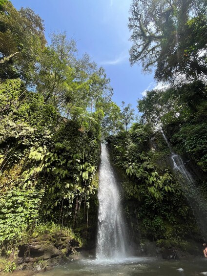 A waterfall surrounded by dense green foliage. 4