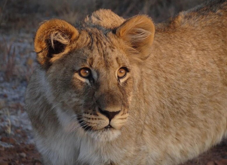 Picture 6 for Activity Dinokeng Big Five Safari Day Trip from Johannesburg 4