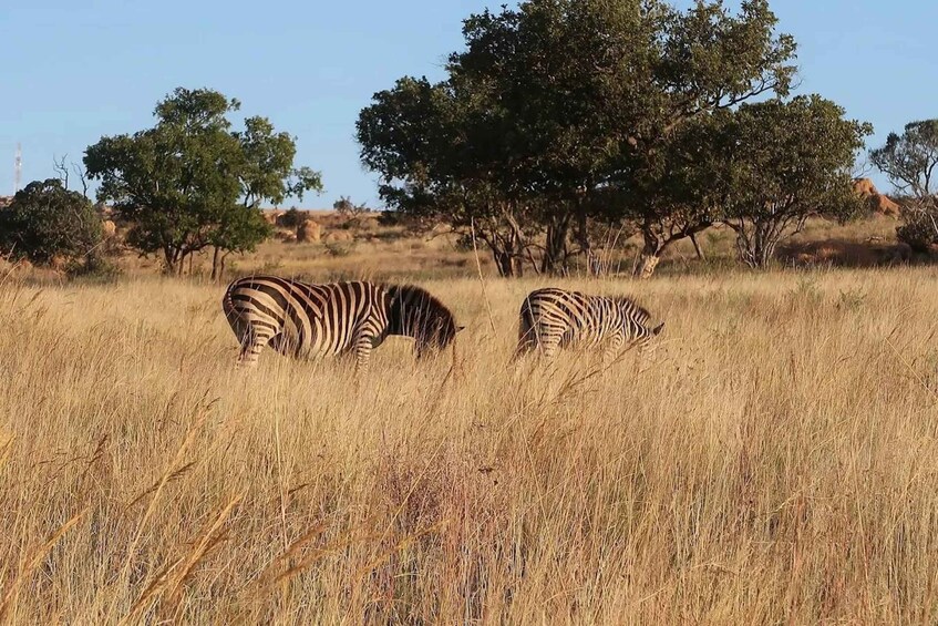 Dinokeng Big Five Safari Day Trip from Johannesburg 1