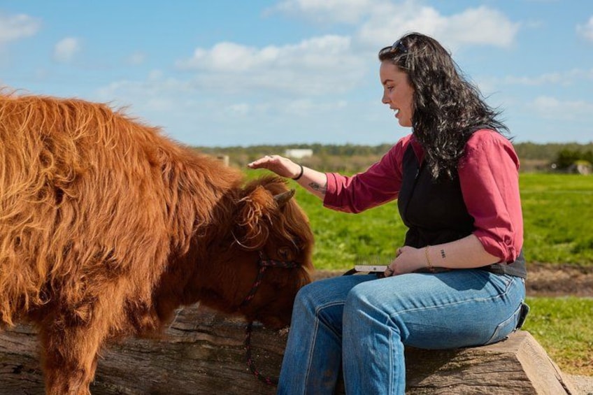 A person sitting on a wooden platform interacting with a large brown cow in a grassy field. 4