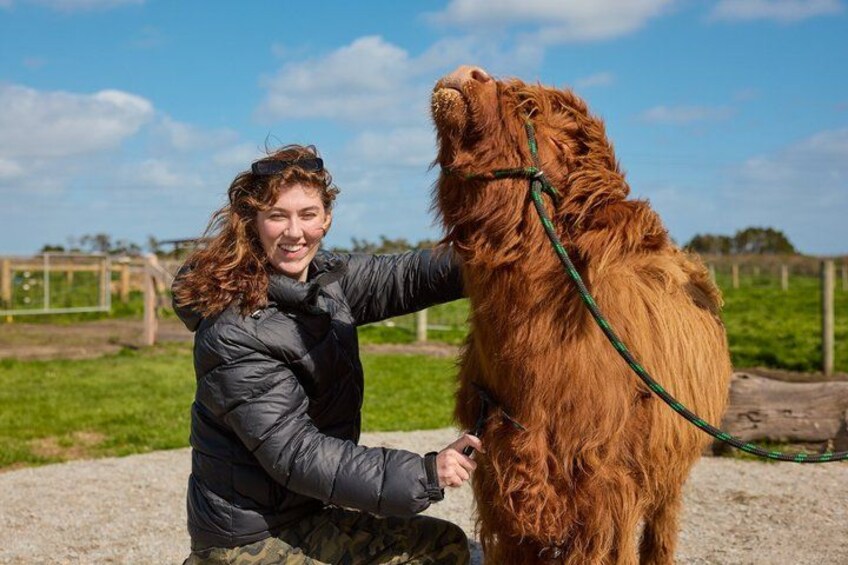 A person interacting with a large, fluffy dog in an outdoor setting with a grassy field and a clear sky. 1