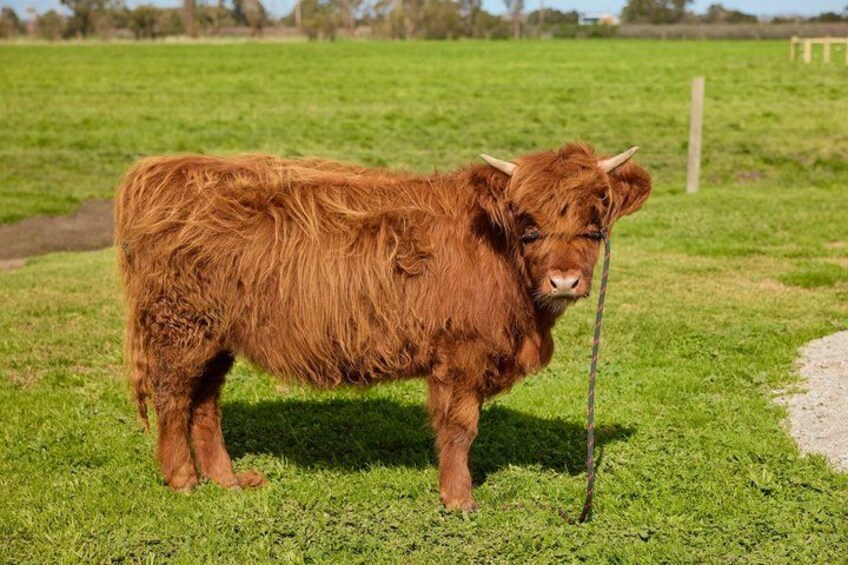 A brown cow standing in a grassy field with a fence in the background. 5