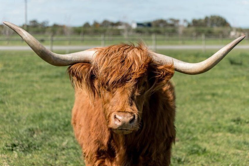 Highland Calves Cuddle Experience at Caldermeade Farm 4