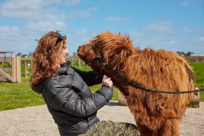 A person interacting with a large, fluffy dog in an outdoor setting. 2