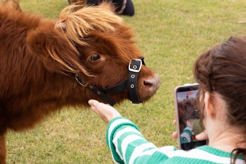 Highland Calves Cuddle Experience at Caldermeade Farm 1