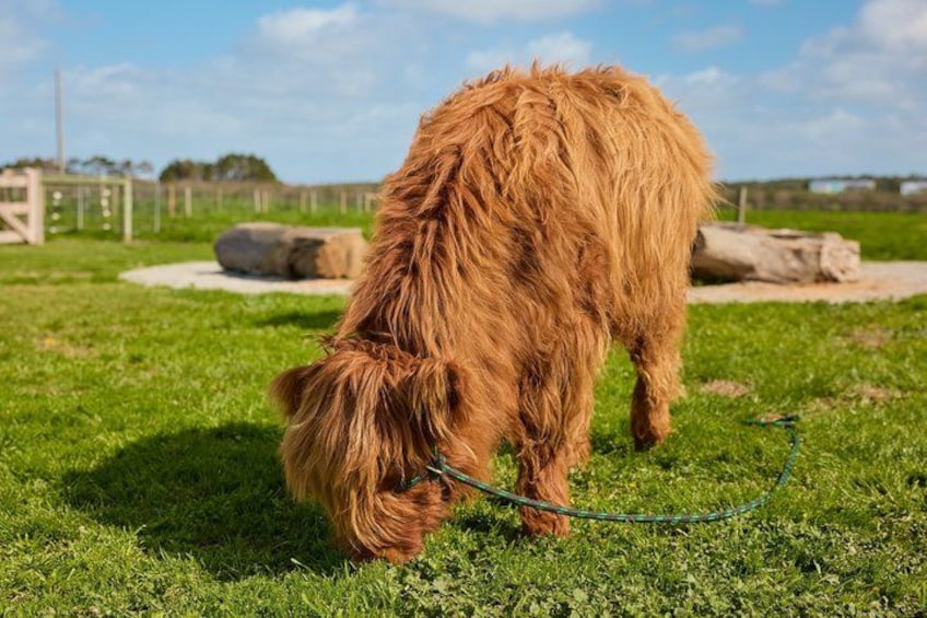A dog with long fur grazing on grass. 3