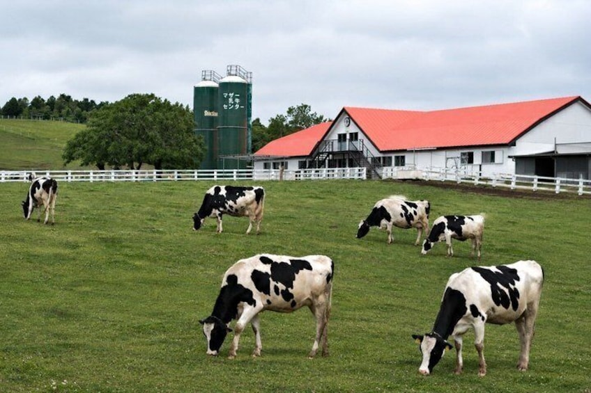 A grassy field with cows grazing, a red-roofed barn, and a green silo. 2
