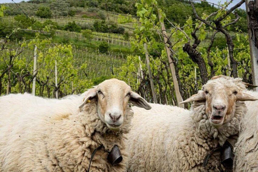 Gambellara Terroir Experience Between Volcano Vineyards and Wines 2