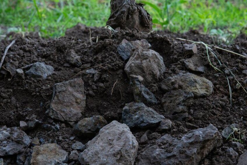 Gambellara Terroir Experience Between Volcano Vineyards and Wines 4
