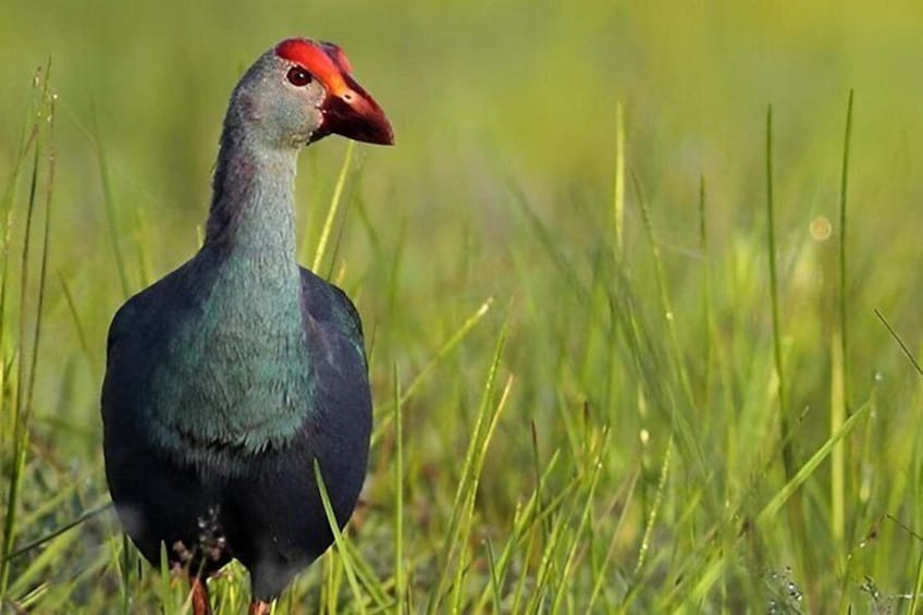 A bird with a red head and grey body standing in grass. 4
