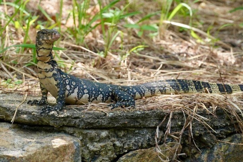 A lizard on a stone surface with grass in the background. 2