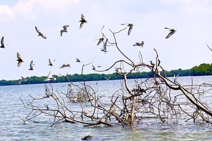 Muthurajawela Birdwatching Private Tour from Negombo 5