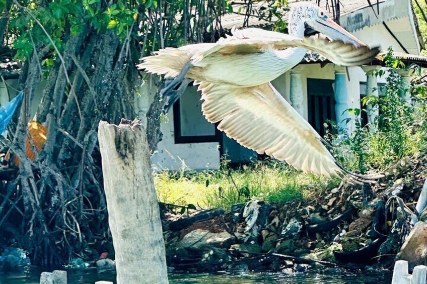 Muthurajawela Eco Birdwatching Boat Tour from Negombo 3