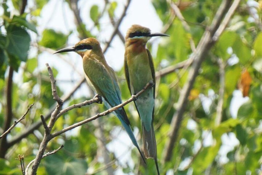 Muthurajawela Eco Birdwatching Boat Tour from Negombo 1