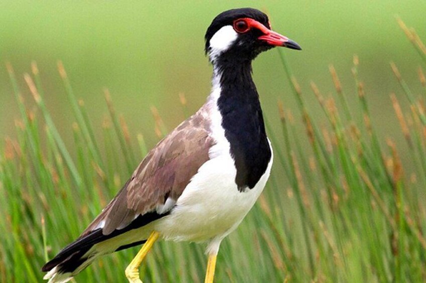 Negombo to Muthurajawela Wetlands Eco Birdwatching Boat Tour 4