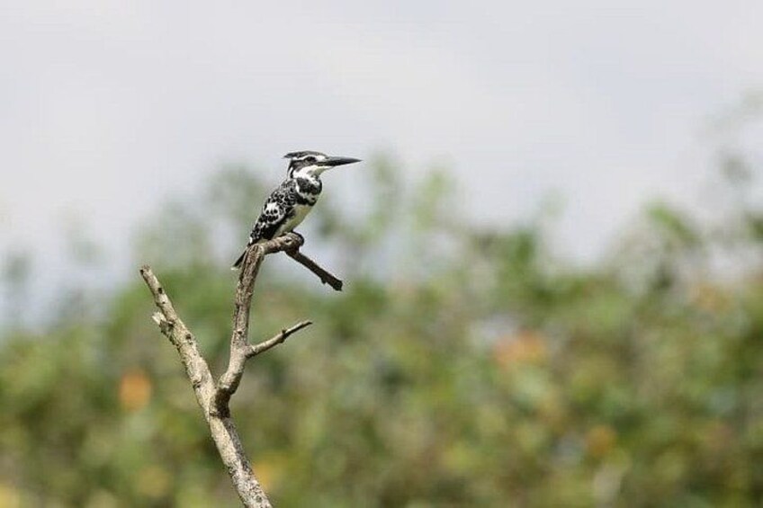 Negombo to Muthurajawela Wetlands Eco Birdwatching Boat Tour 5