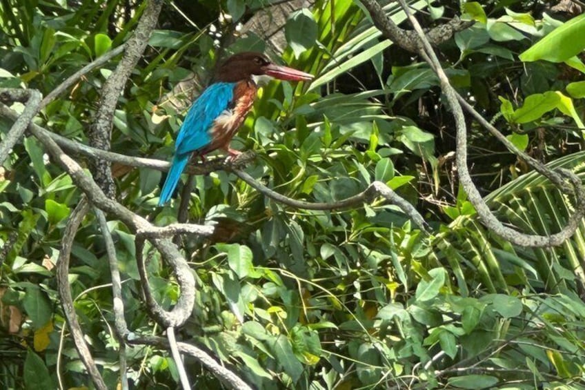 A bird perched on a branch amidst dense foliage. 5