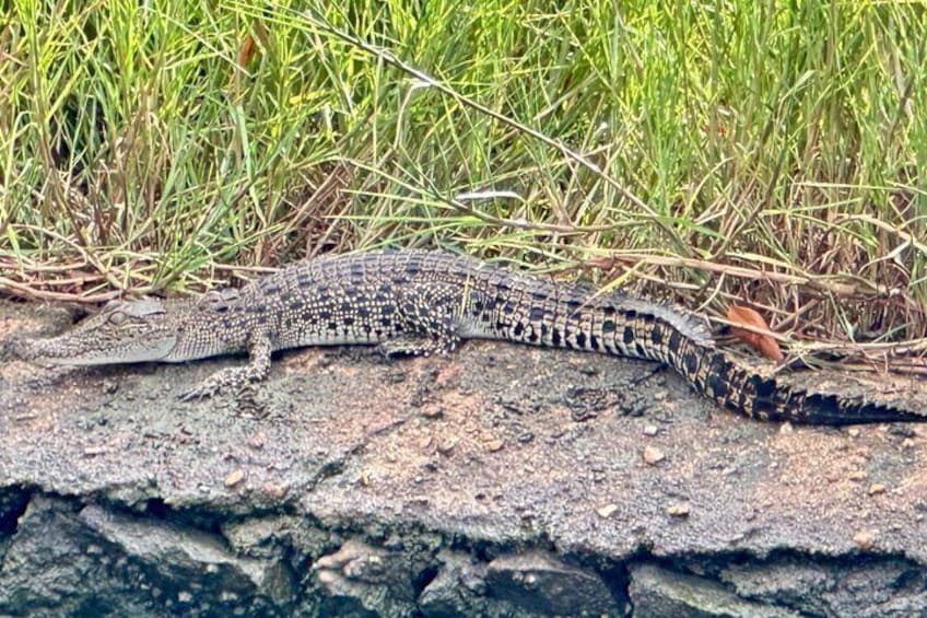 A lizard on a rock with grass in the background. 3